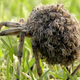 Image for article titled This Horrifying Spider Is The Only One That Carries Her Babies Like a Human Mother Would